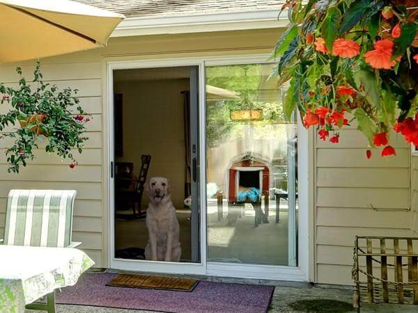 Dog waiting behind a Titan Security Doors