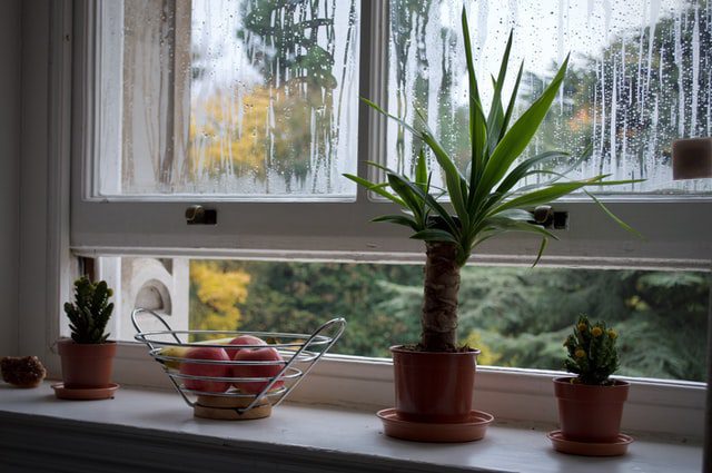 A kitchen window with plants and fruit on the will opened slightly ajar.