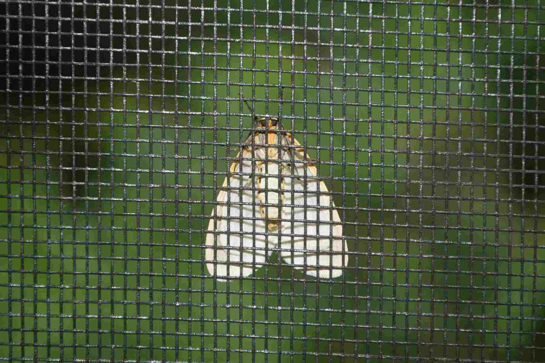 Moth sitting on the outside of a window screen