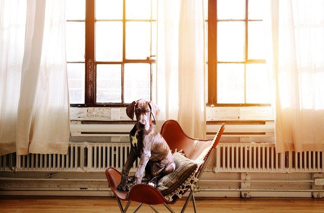 Dog sitting on a chair in front of open windows with sunlight pouring in.