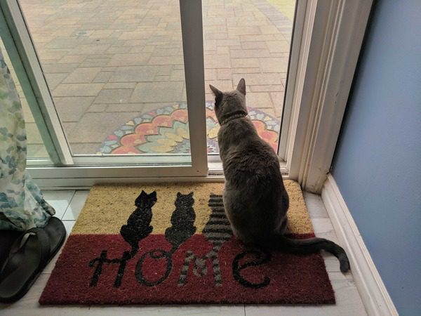 A well groomed cat sitting by an open screen door.