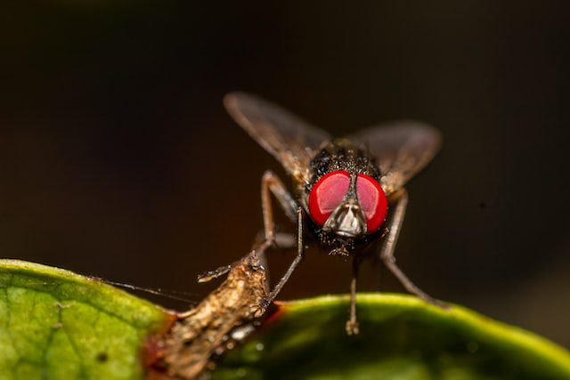 A close up of a fly on a green leaf