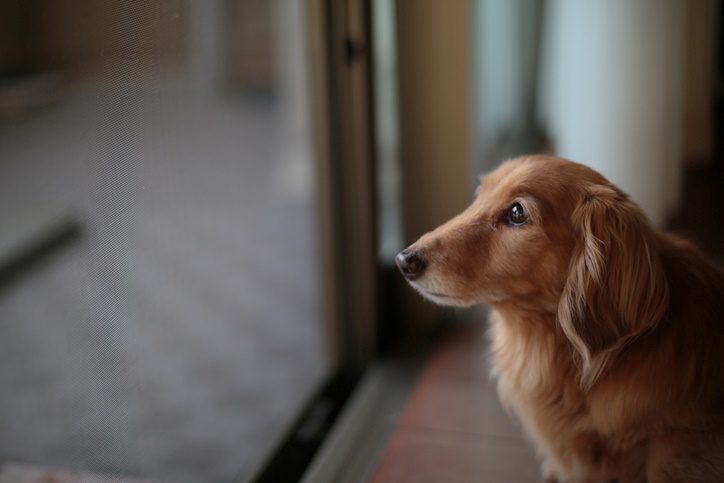 A brown dog with long fur sits indoors, gazing out through a screen door with a thoughtful expression.